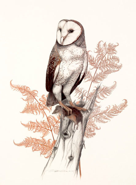Australian Wildlife Print - Barn Owl