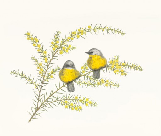 Australian Wildlife Print - Eastern Yellow Robins