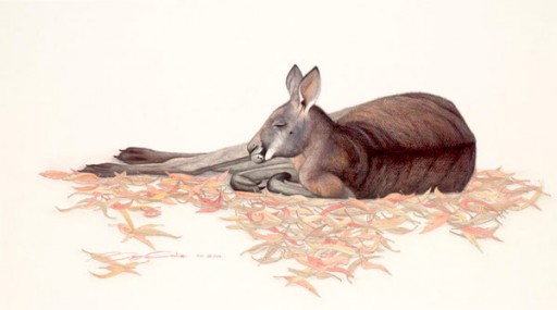Australian Wildlife Print - Kangaroo