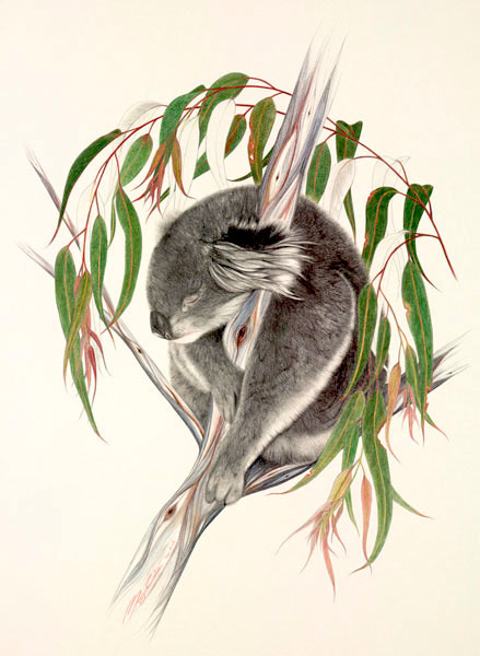 Australian Wildlife Print - Koala