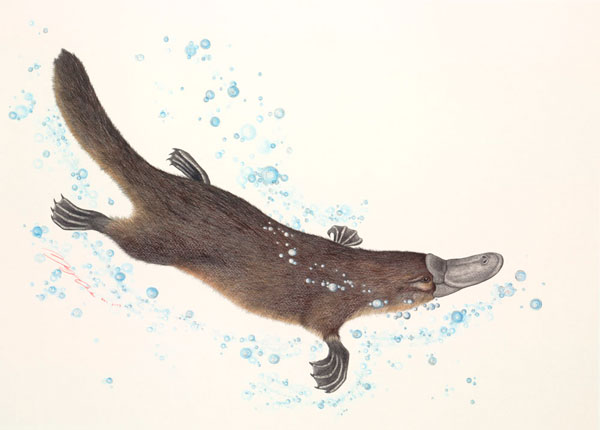 Australian Wildlife Print - Platypus