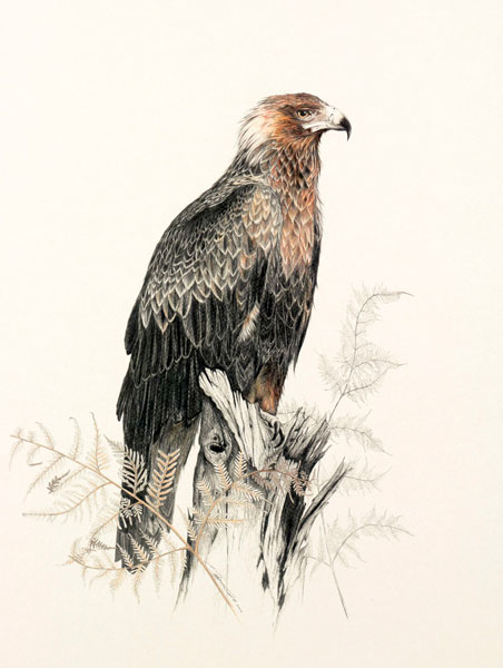 Australian Wildlife Print - Wedge-tailed Eagle
