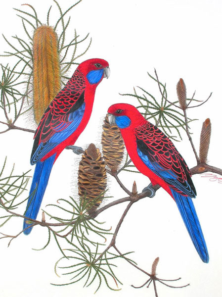 Australian Wildlife Print - Crimson Rosellas