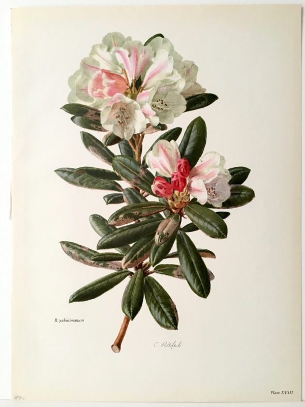 R.yakusimanum Plate XVIII